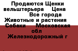 Продаются Щенки вельштерьера  › Цена ­ 27 000 - Все города Животные и растения » Собаки   . Московская обл.,Железнодорожный г.